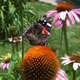 Image for article titled Shooting Challenge: Cellphone Gallery Part 6